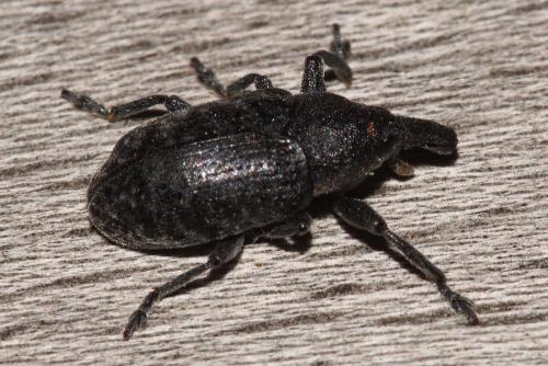 Réf. 329 816 : Larinus sp.