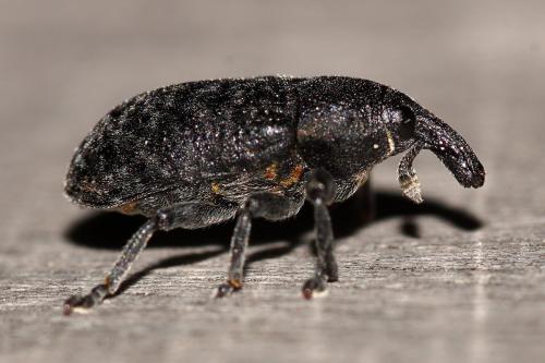 Réf. 329 815 : Larinus sp.