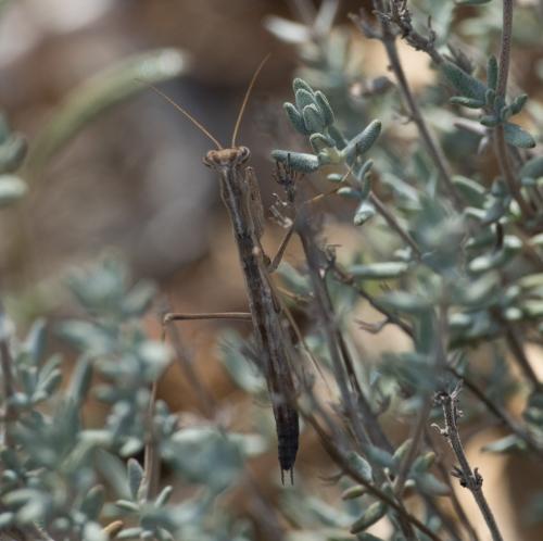 Réf. 329 518 : Geomantis larvoides