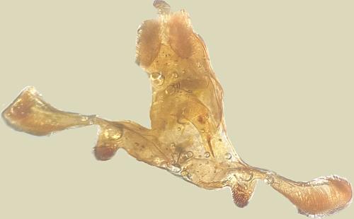 Réf. 329 513 : Apotomis semifasciana