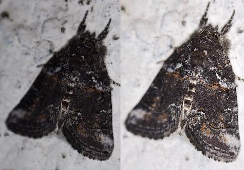 Bryophila sp.