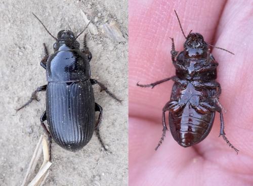 Zabrus tenebrioides