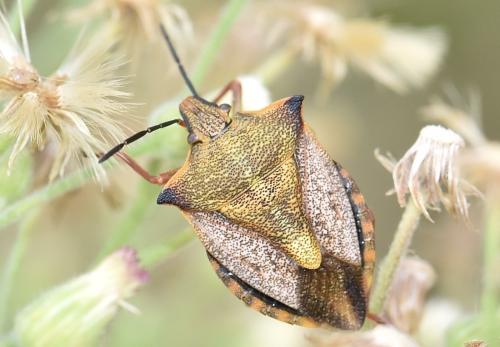 Carpocoris mediterraneus atlanticus