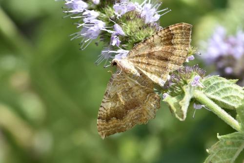 Camptogramma bilineata