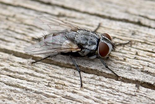 Réf. 329 958 : Senotainia sp.