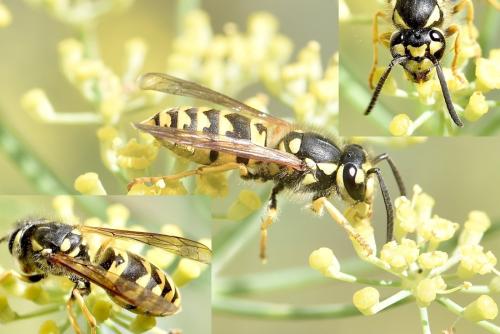 Vespula germanica