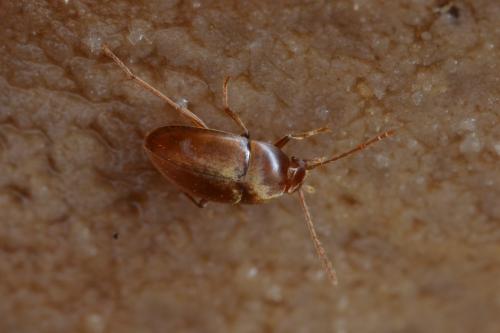 Réf. 329 972 : Speonomus normandi normandi