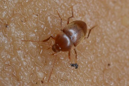 Speonomus normandi normandi