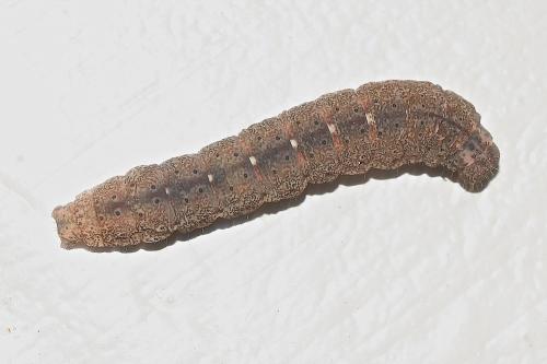 Polypogon plumigeralis