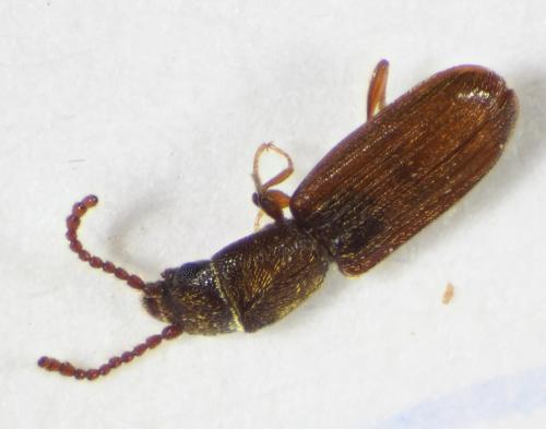 Réf. 329 736 : Cryptolestes sp.
