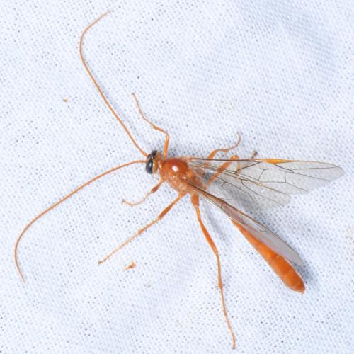 Ophion sp.