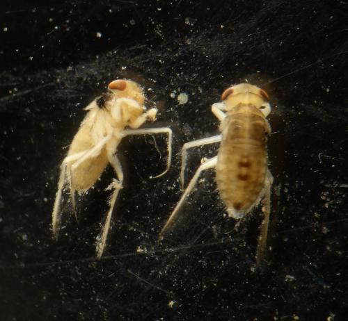 Réf. 329 274 : Corixinae inconnu