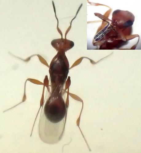Réf. 329 604 : Leptacis hispanica