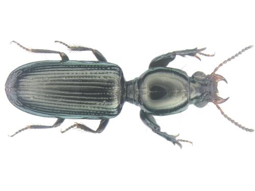 Dyschirius cylindricus