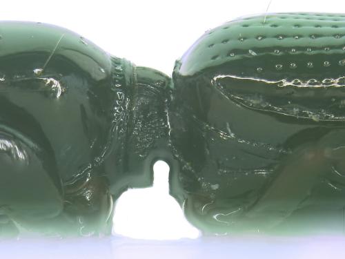 Dyschirius cylindricus