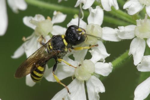 Ectemnius lituratus
