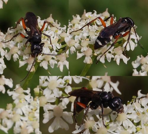 Réf. 329 352 : Cryptocheilus versicolor