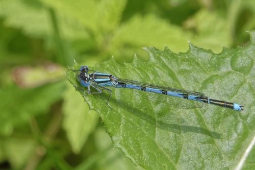Réf. 329 204 : Erythromma lindenii