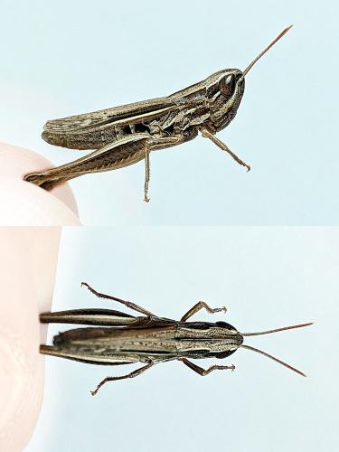 Euchorthippus elegantulus