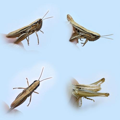 Euchorthippus elegantulus