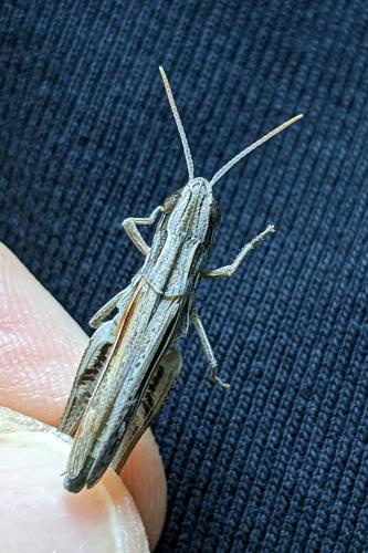 Euchorthippus elegantulus