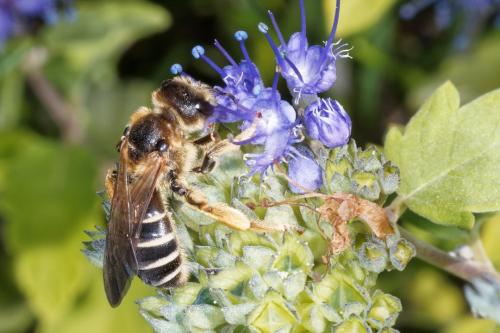 Halictus quadricinctus