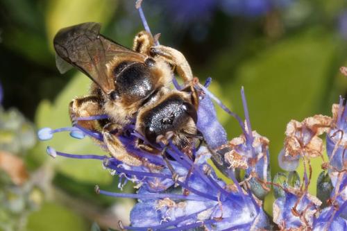 Réf. 329 202 : Halictus quadricinctus
