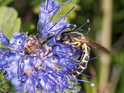 Réf. 329 200 : Halictus scabiosae