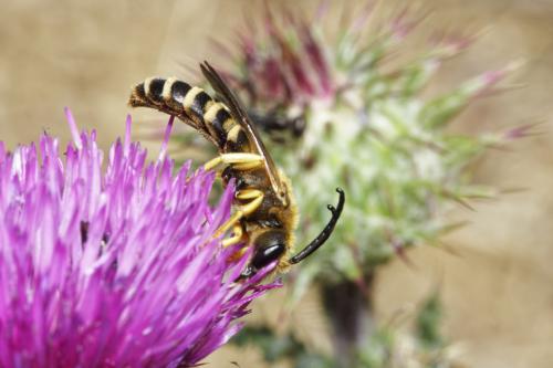 Réf. 329 131 : Halictus scabiosae