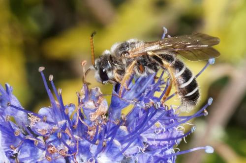 Halictus quadricinctus