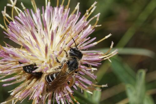 Réf. 329 132 : Halictus sp.