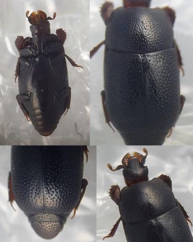 Réf. 329 717 : Stenopleurum rothi