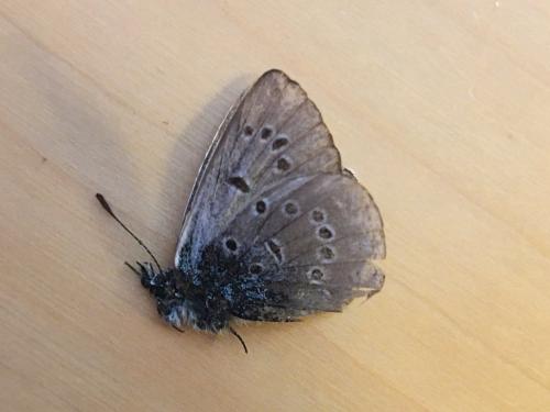 Réf. 329 187 : Cyaniris semiargus