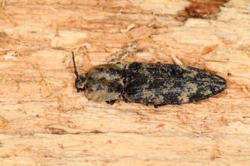 Réf. 329 781 : Danosoma fasciata