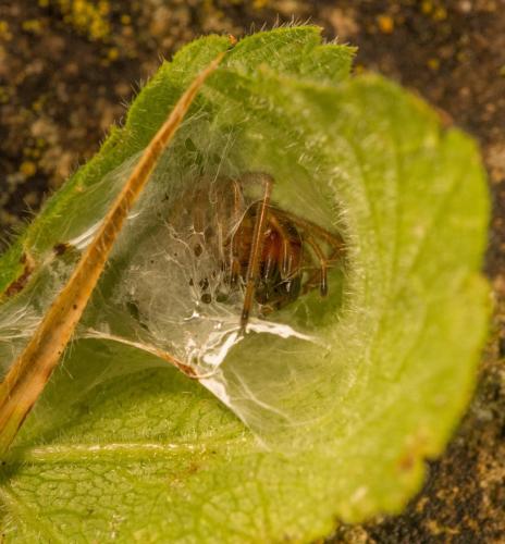 Réf. 329 057 : Cheiracanthium punctorium