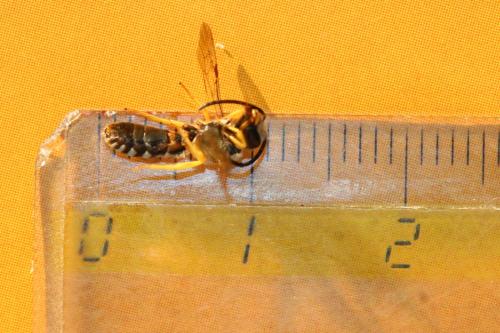 Halictus fulvipes