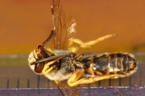 Halictus fulvipes