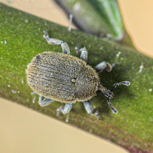 Rhinusa sp.