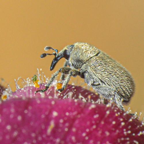 Rhinusa sp.