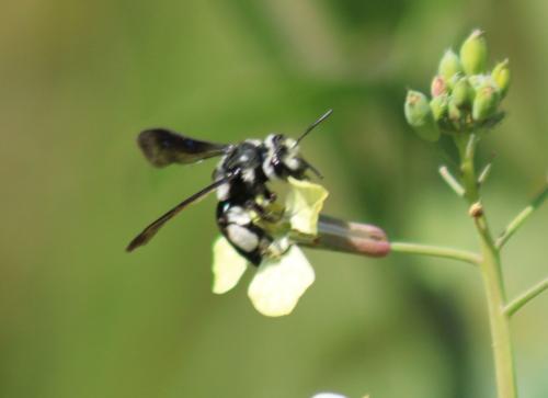 Andrena (afrensis-agilissima-asperrima)