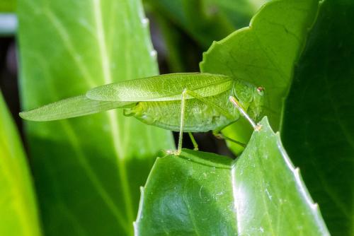 Phaneroptera nana
