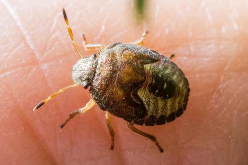 Peribalus strictus