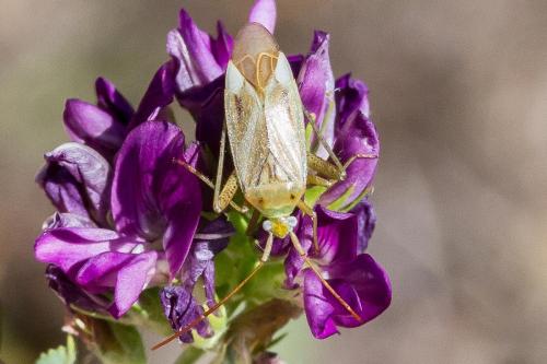 Réf. 329 396 : Adelphocoris lineolatus