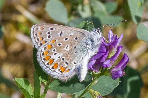 Réf. 329 405 : Polyommatus icarus