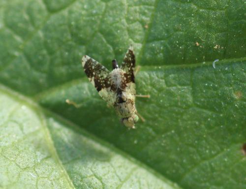 Réf. 329 107 : Tephritis formosa