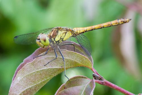 Sympetrum striolatum