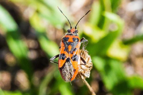 Corizus hyoscyami hyoscyami