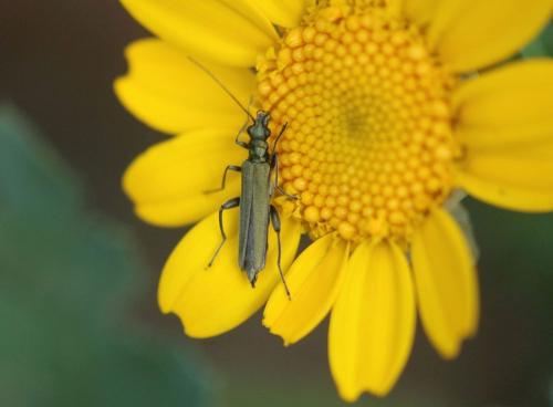 Oedemera sp.