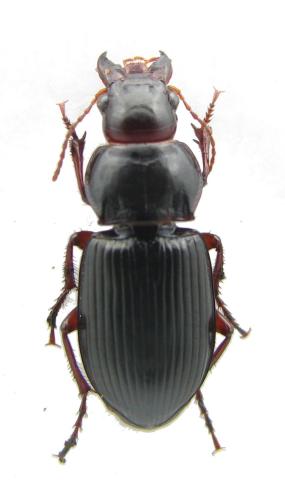 Amara aulica