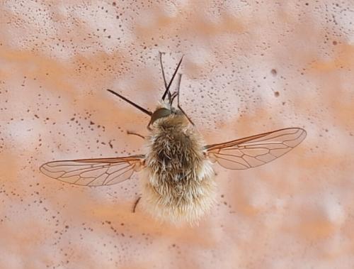 Réf. 329 519 : Systoechus sp.